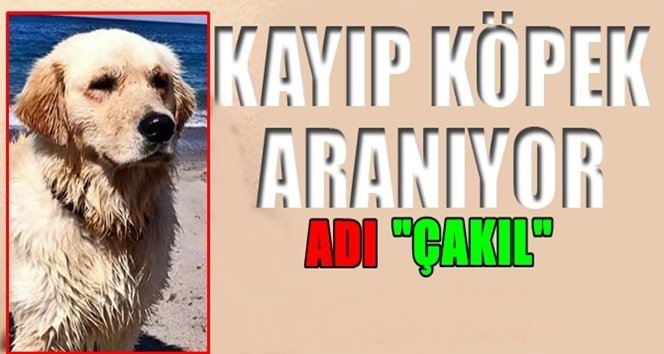 “Çakıl” Kayıp, Aranıyor…!