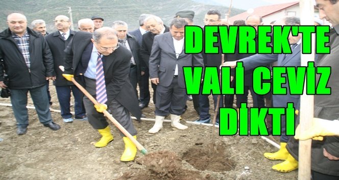 Örnek Kapama Ceviz Bahçesi