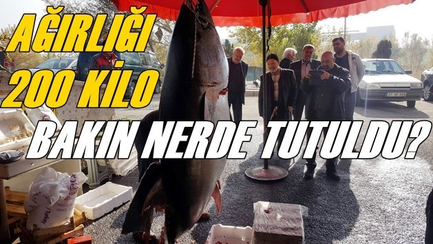 Balıkçıların Ağına 200 Kiloluk Orkinos Takıldı.!