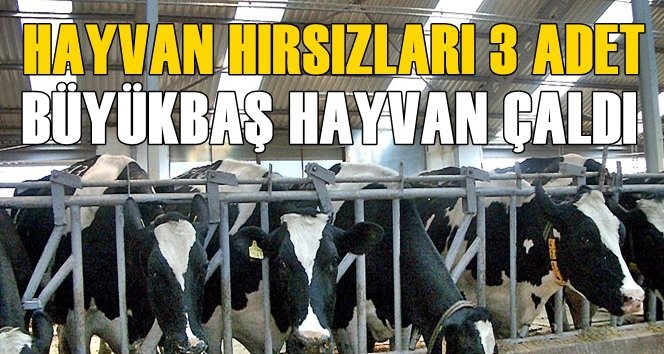 Hırsızlar Bartın’dan Hayvan Çaldı