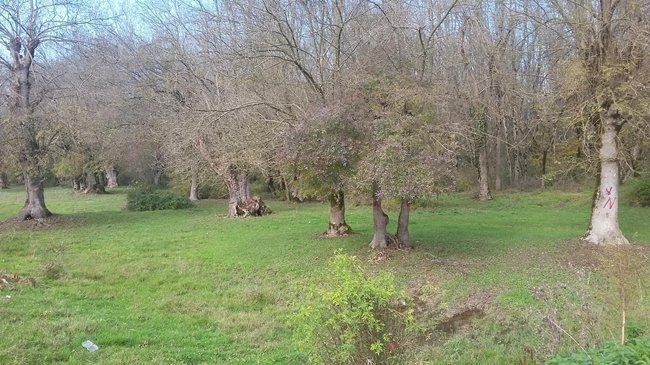 14971495_10154603726222978_624014144_o