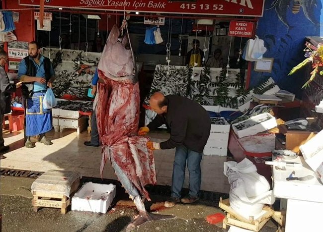 ALIŞVERİŞ YAPAN VATANDAŞLARIN YOĞUN İLGİ GÖSTERDİĞİ ORKİNOS BALIĞININ DERİSİ ÇAĞRILAN KASAP TARAFINDAN YÜZÜLEREK PARÇALAR HALİNDE MÜŞTERİYE SATILDI. (YASİN ERDEM/KARABÜK-İHA)
