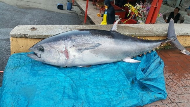 KARABÜK’TE BALIKÇILIK YAPAN SERHAT KILIÇ , ÇANAKKALE’DE 200 KİLOLUK ORKİNOS BALIĞINI SATIN ALIP ARAÇ İLE KARABÜK’E GETİRDİ. (YASİN ERDEM/KARABÜK-İHA)