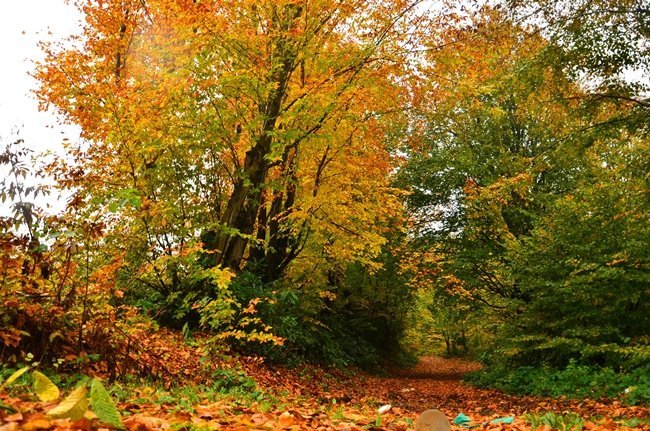 ZONGULDAK’TA SONBAHARIN GELMESİYLE ZONGULDAK-EREĞLİ KARAYOLU SONBAHAR RENKLERİNE BÜRÜNDÜ. (ONUR ALTINDAĞ/ZONGULDAK-İHA)