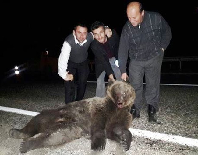 KARABÜK'ÜN SAFRANBOLU İLÇESİNDE OTOMOBİLİN ÇARPTIĞI AYI TELEF OLURKEN, KAZA YAPAN VE ÇEVREDEN GEÇEN SÜRÜCÜLER TELEF OLAN AYI İLE FOTOĞRAF ÇEKİLDİ. (YASİN ERDEM/KARABÜK-İHA)