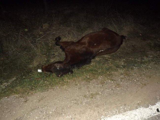 DADAY'DA OTOMOBİLİN ÇARPIĞI AT TELEF OLDU. (SERKAN YILMAZ/KASTAMONU-İHA)