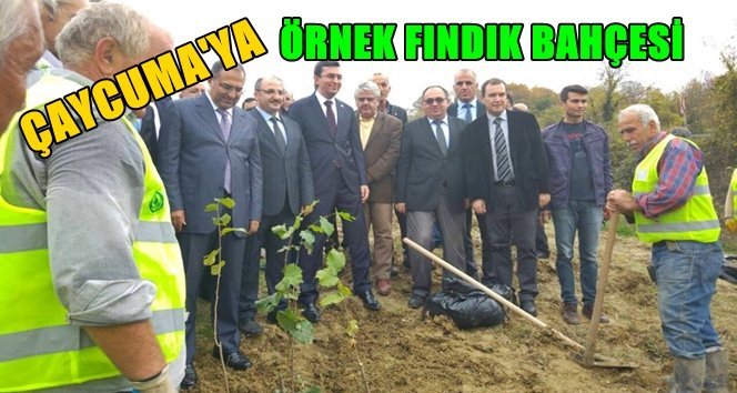 Çaycuma’ya Örnek Fındık Bahçesi Kuruldu