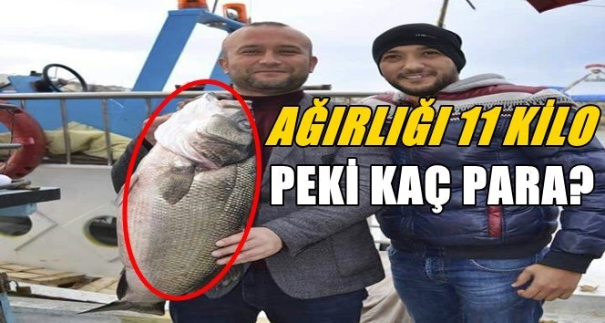11 Kilogram Ağırlığındaki Levrek…