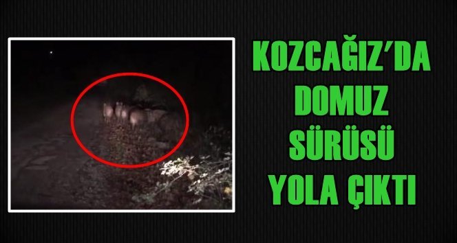 Domuz Sürüsü Şoförlerin Korkulu Rüyası Oldu