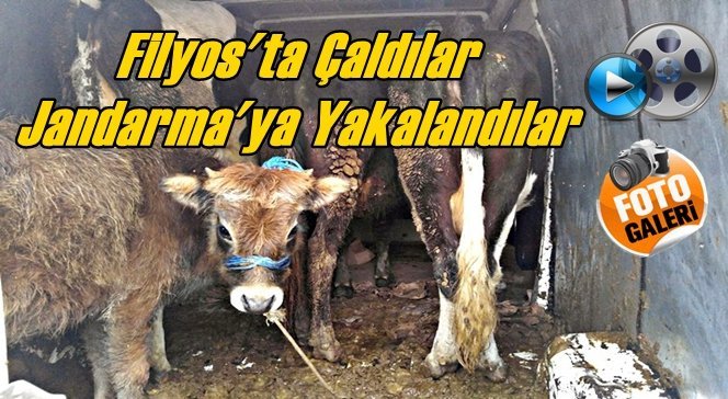 Hayvan hırsızlarına şok baskın