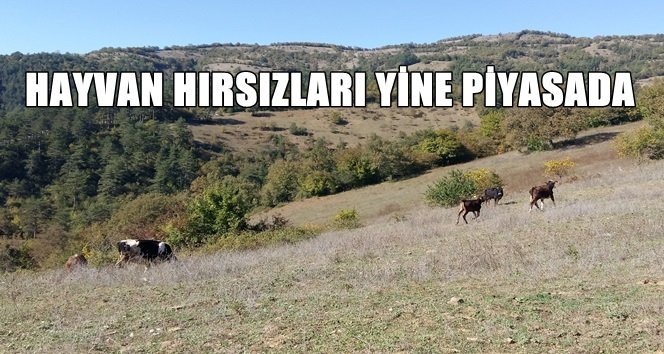 Bartın’da hayvan hırsızlığı