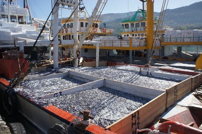 KARADENİZLİ BALIKÇILAR, KASTAMONU’NUN CİDE İLÇESİ AÇIKLARINDA BİR GECEDE 500 TON HAMSİ AVLADI. (MEHMET SALMAN/KASTAMONU-İHA)