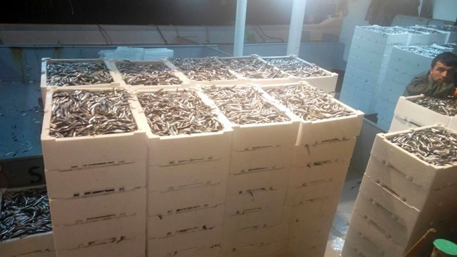 KARADENİZLİ BALIKÇILAR, KASTAMONU’NUN CİDE İLÇESİ AÇIKLARINDA BİR GECEDE 500 TON HAMSİ AVLADI. (MEHMET SALMAN/KASTAMONU-İHA)