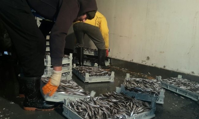 KARADENİZLİ BALIKÇILAR, KASTAMONU’NUN CİDE İLÇESİ AÇIKLARINDA BİR GECEDE 500 TON HAMSİ AVLADI. (MEHMET SALMAN/KASTAMONU-İHA)