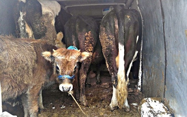 BARTIN’DA ÇEŞİTLİ TARİHLERDE HAYVAN HIRSIZLIĞI YAPAN ŞEBEKE, JANDARMANIN OPERASYONU SONUCUNDA ÇALDIKLARI HAYVANLARLA BİRLİKTE SUÇÜSTÜ YAKALANDI. (MUSTAFA KURT/BARTIN-İHA)