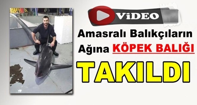 Balıkçılar şaşkın.! Dev Köpek Balığı yakaladılar.!