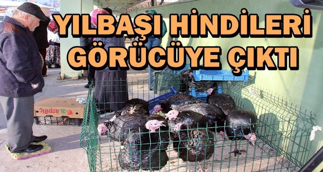 Organik hindiye yılbaşı rağbeti