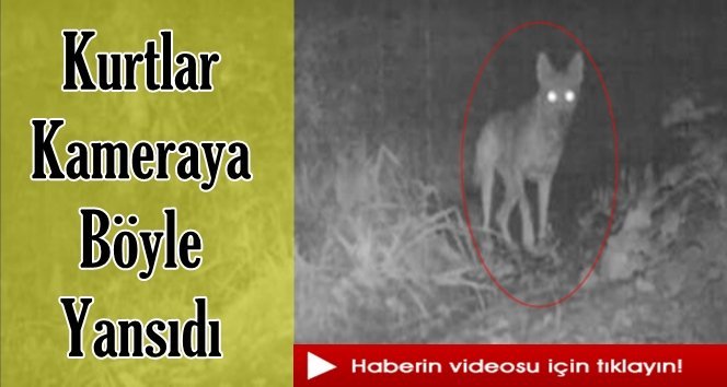 Kurtlar fotokapana yakalandı
