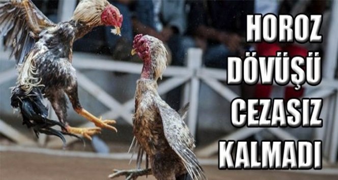 Polisten horoz dövüşü baskını