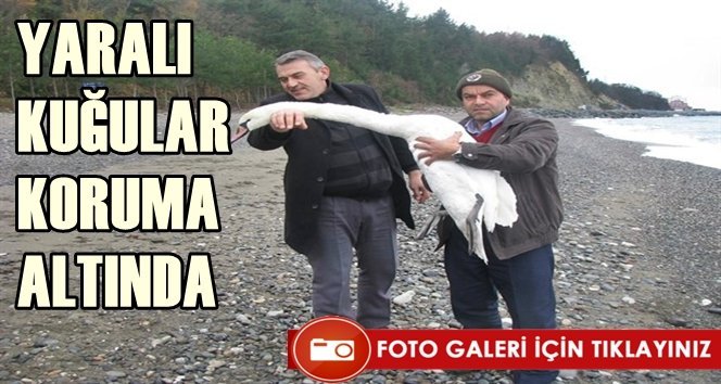 Yaralı kuğular tedavi altına alındı