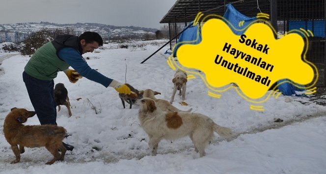 Sokak hayvanları için mama ve yiyecek…