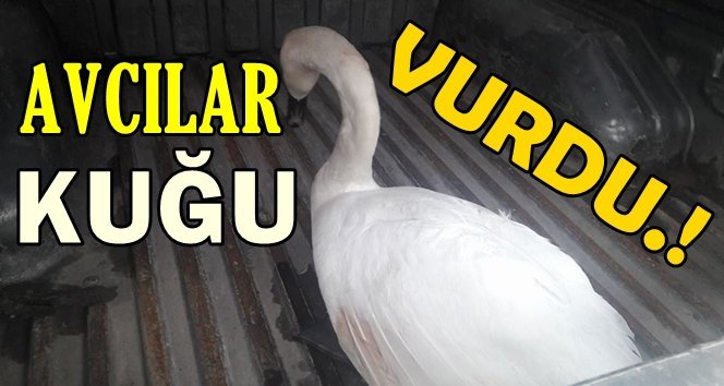Çaycuma İtfaiyesi yaralı kuğu buldu