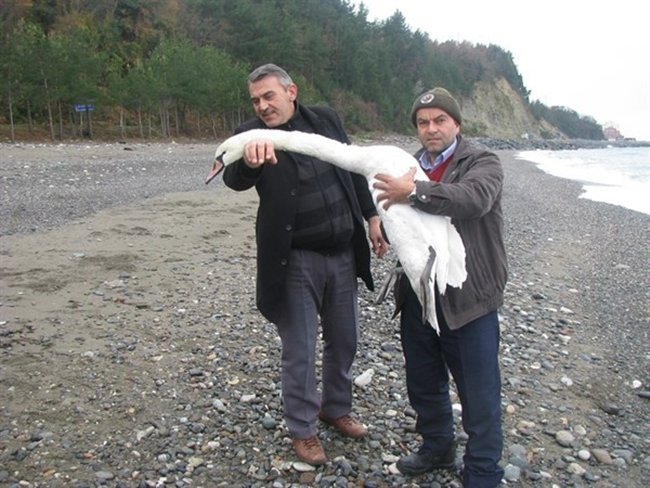 BOZKURT ORMAN İŞLETME MÜDÜRLÜĞÜ, YARALI KUĞULARI TEDAVİ ALTINA ALINDI. (VEDAT YUNUS İKİZOĞLU/KASTAMONU-İHA)