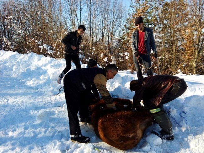 BARTIN'DA GENÇ ÇİFTÇİLERE HİBE DESTEĞİ PROJESİ KAPSAMINDA DAĞITILAN İTHAL SIĞIRLAR FİRAR ETTİ. 3 SIĞIR, 3 GÜN SONRA BİTKİN DÜŞÜNCE UYUŞTURUCU İĞNE İLE YAKALANDI. (MUSTAFA KURT/BARTIN-İHA)