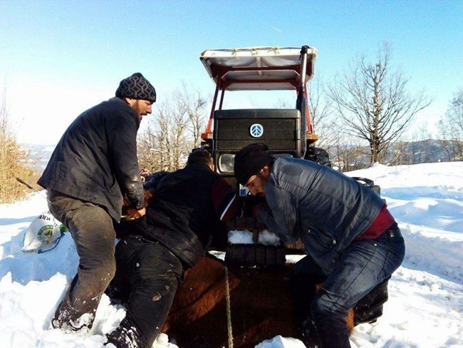 BARTIN'DA GENÇ ÇİFTÇİLERE HİBE DESTEĞİ PROJESİ KAPSAMINDA DAĞITILAN İTHAL SIĞIRLAR FİRAR ETTİ. 3 SIĞIR, 3 GÜN SONRA BİTKİN DÜŞÜNCE UYUŞTURUCU İĞNE İLE YAKALANDI. (MUSTAFA KURT/BARTIN-İHA)