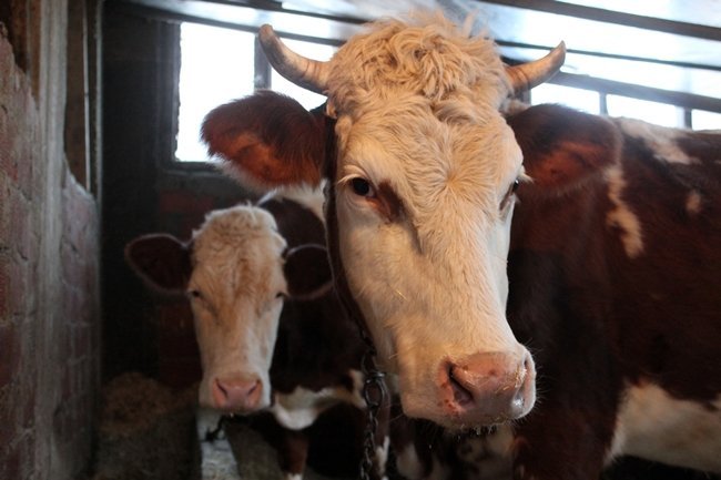LEYLA (ÖNDEKİ) VE ELMAS JANDARMA EKİPLERİ TARAFINDAN BULUNARAK AİLEYE TESLİM EDİLDİ. (ONUR ALTINDAĞ - SERTAÇ ÖZDEMİR/ZONGULDAK-İHA)