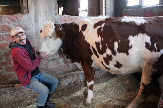 HAYVANLARININ BULUNMASINA SEVİNEN SELİM DEMİRCİOĞLU, HAYVANLARINI ELLERİYLE BESLİYOR. (ONUR ALTINDAĞ - SERTAÇ ÖZDEMİR/ZONGULDAK-İHA)