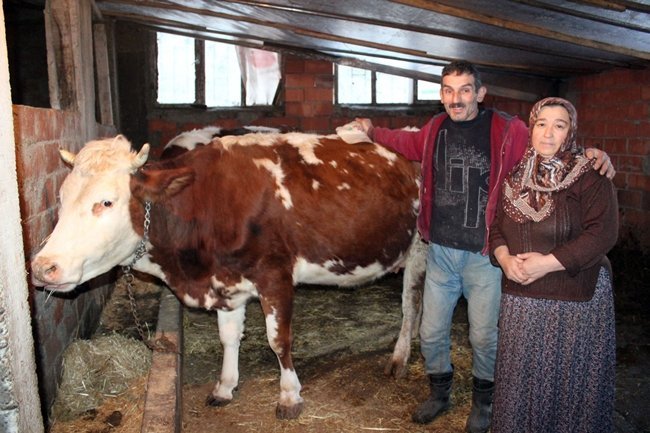 SELİM DEMİRCİOĞLU VE EŞİ HANIM DEMİRCİOĞLU, HAYVANCILIK YAPARAK ÜÇ ÇOCUĞUNUN GEÇİMİNİ SAĞLIYOR. (ONUR ALTINDAĞ - SERTAÇ ÖZDEMİR/ZONGULDAK-İHA)