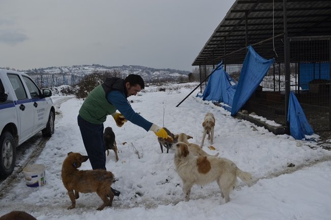 ALAPLI BELEDİYESİ KIŞ AYINDA KÖPEKLERİ UNUTMADI ( ERTUĞRUL YÜKSEL/ ZONGULDAK-İHA) (ERTUĞRUL YÜKSEL/ZONGULDAK-İHA)