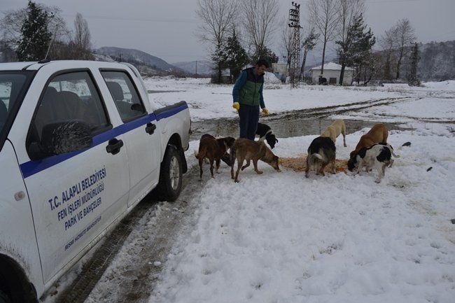 ALAPLI BELEDİYESİ KÖPEKLERİ KIŞ AYINDA UNUTMADI( ERTUĞRUL YÜKSEL/ ZONGULDAK-İHA) (ERTUĞRUL YÜKSEL/ZONGULDAK-İHA)