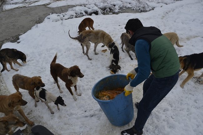 ALAPLI BGELEDİYESİ KIŞ AYINDA KÖPEKLERİ UNUTMADI( ERTUĞRUL YÜKSEL/ ZONGULDAK-İHA) (ERTUĞRUL YÜKSEL/ZONGULDAK-İHA)
