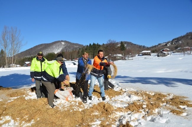 ZONGULDAK'IN ALAPLI İLÇESİ GÜMELİ BELDESİNDEKİ BİN 200 RAKIMDAKİ BÖLÜKLÜ YAYLASI'NDA AÇ KALAN YABAN HAYVANLARI İÇİN DOĞAYA YEM BIRAKILDI. (ERTUĞRUL YÜKSEL/ZONGULDAK-İHA)