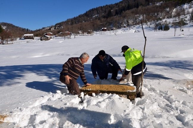 ZONGULDAK'IN ALAPLI İLÇESİ GÜMELİ BELDESİNDEKİ BİN 200 RAKIMDAKİ BÖLÜKLÜ YAYLASI'NDA AÇ KALAN YABAN HAYVANLARI İÇİN DOĞAYA YEM BIRAKILDI. (ERTUĞRUL YÜKSEL/ZONGULDAK-İHA)