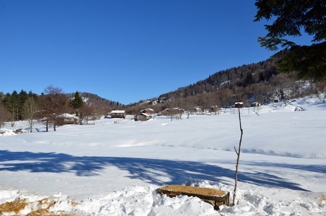 ZONGULDAK'IN ALAPLI İLÇESİ GÜMELİ BELDESİNDEKİ BİN 200 RAKIMDAKİ BÖLÜKLÜ YAYLASI'NDA AÇ KALAN YABAN HAYVANLARI İÇİN DOĞAYA YEM BIRAKILDI. (ERTUĞRUL YÜKSEL/ZONGULDAK-İHA)