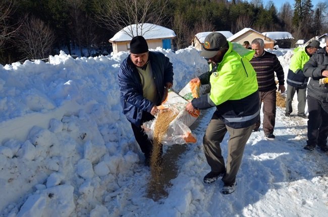 ZONGULDAK'IN ALAPLI İLÇESİ GÜMELİ BELDESİNDEKİ BİN 200 RAKIMDAKİ BÖLÜKLÜ YAYLASI'NDA AÇ KALAN YABAN HAYVANLARI İÇİN DOĞAYA YEM BIRAKILDI. (ERTUĞRUL YÜKSEL/ZONGULDAK-İHA)