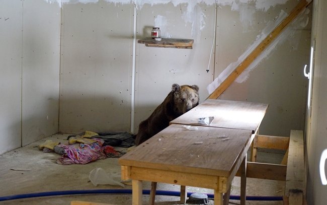 HASTALANAN AYI, BOŞ DEPOYA SIĞINDI. (VEDAT YUNUS İKİZOĞLU/KASTAMONU-İHA)