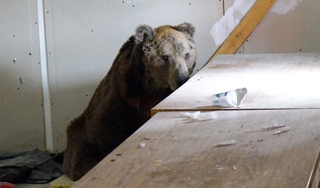 HALSİZ DÜŞEN AYI, BOŞ DEPOYA SIĞINDI. (VEDAT YUNUS İKİZOĞLU/KASTAMONU-İHA)