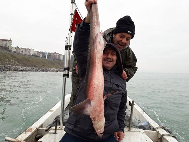 ALAPLI'DA 2 METRE BOYUNDA KÖPEKBALIĞI YAKALANDI( ERTUĞRUL YÜKSEL/ ZONGULDAK-İHA) (ERTUĞRUL YÜKSEL/ZONGULDAK-İHA)