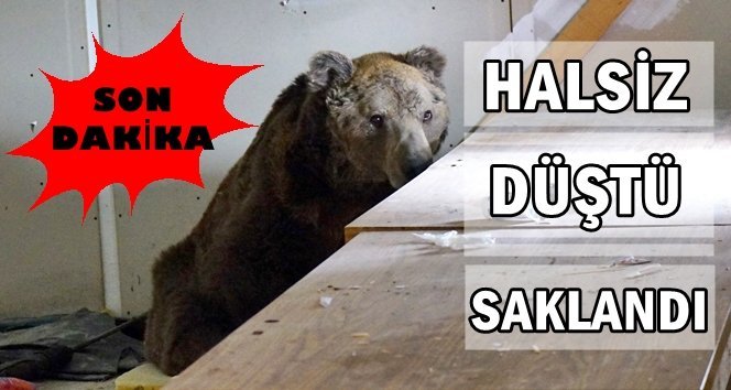 Ayı, boş depoya sığındı