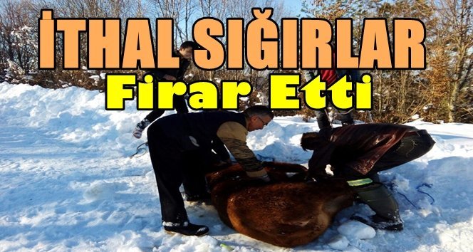 3 gün sonra uyuşturucu iğne ile yakalandı