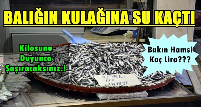 Hamsi rekora koşuyor