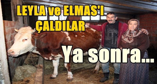 Büyükbaş hayvan çalan hırsızlar bakın ne yaptı