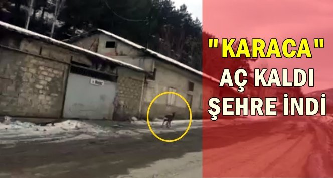 Şehir merkezine indi