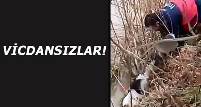 Boynunda bidonla dolaşan köpeği itfaiye kurtardı