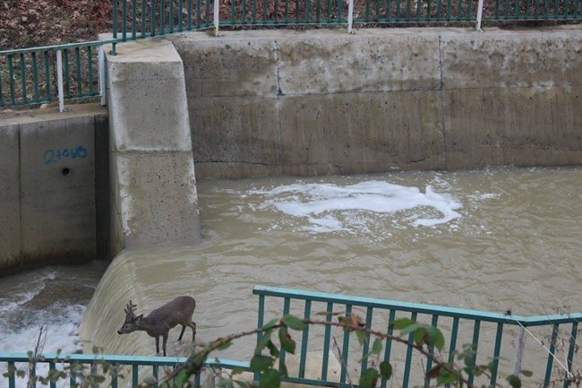 BARTIN'DA SU KANALINA DÜŞEREK MAHSUR KALAN KARACA, AĞ İLE YAKALANIP TEDAVİSİNİN ARDINDAN DOĞAYA SALINDI. (MUSTAFA KURT/BARTIN-İHA)
