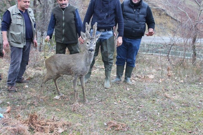 BARTIN'DA SU KANALINA DÜŞEREK MAHSUR KALAN KARACA, AĞ İLE YAKALANIP TEDAVİSİNİN ARDINDAN DOĞAYA SALINDI. (MUSTAFA KURT/BARTIN-İHA)